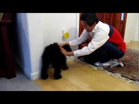 Training Molli on Pebble Smart Doggie Doorbell