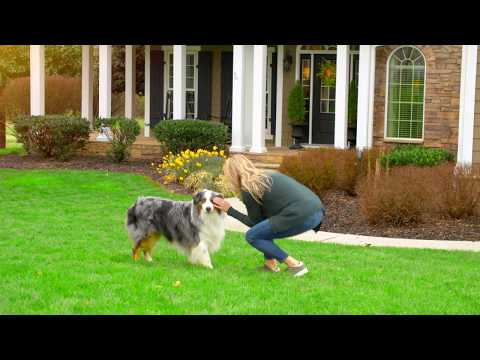 Petsafe© Stay and Play™ Wireless Dog Fences