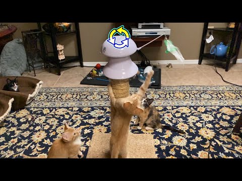PetNF Motorized Interactive Cat Toy with Laser &amp; Feather 🐈 Gadgetify