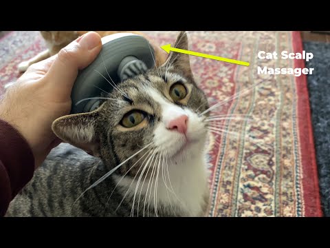 Electric Cat Scalp Massager Tested 🐈 Gadgetify