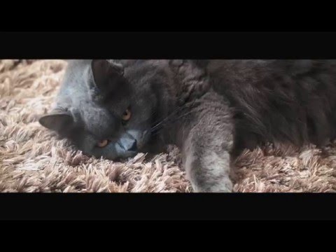 RollyCat: Fitness Tracker and Smart Toy for Cats