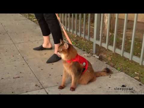Martingale Harness for Cats from the Sleepypod Everyday Collection - Instructional Video