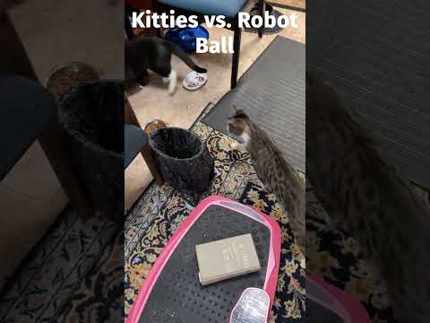 5 cute cats vs. crazy robot ball cat toy 😺 #shorts