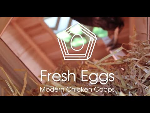 Fresh Eggs : The First Design &amp; Modern Chicken Coop