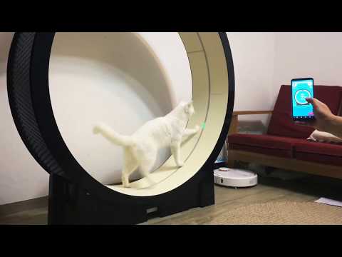 IoT based Cat exercise wheel - the Little Cat - Running