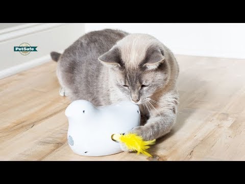 Toy Your Cat Will Love - PetSafe® Peek-a-Bird™ Electronic Cat Toy