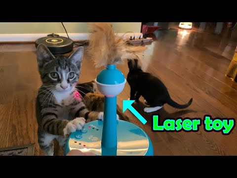 PetNF Tumbler Automatic Cat Laser Toy with Timer – Gadgetify