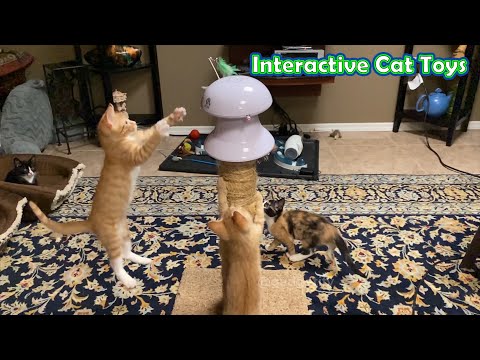 6 Cool Interactive Cat Toys for 2022 🐈 Gadgetify