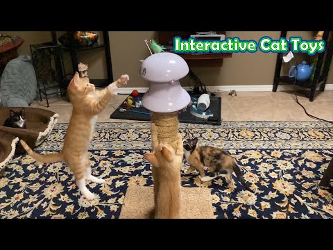 6 Cool Interactive Cat Toys for 2022 🐈 Gadgetify