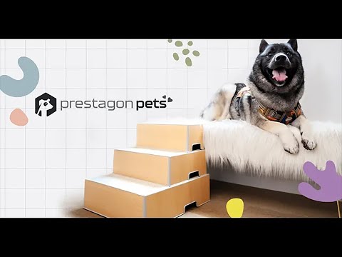 Modnetic Pet Steps: Live on Indiegogo Now!
