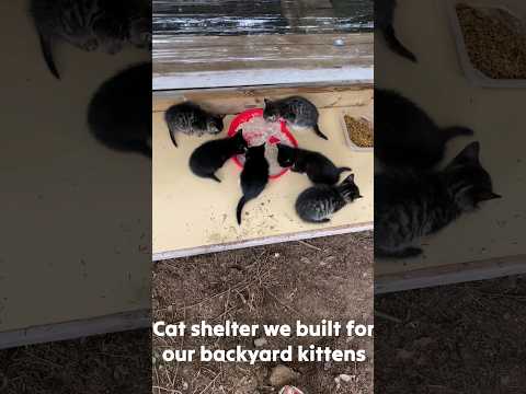 building a shelter for backyard kittens 😎 #shorts