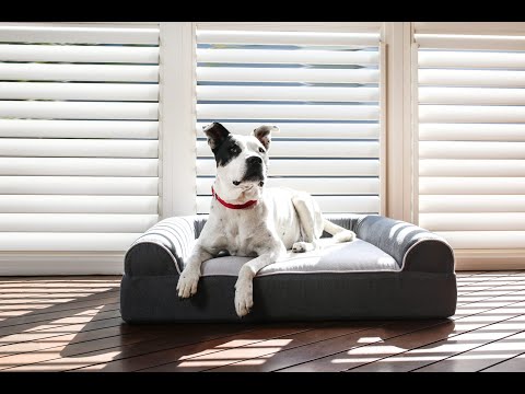 Dog Cloud Bed: The world’s 1st therapeutic massage bed for dogs