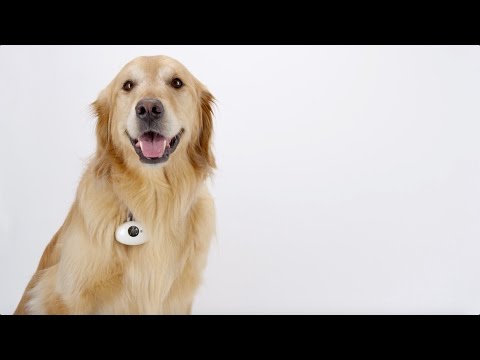 PAWSCAM | Smart, Wearable Camera for dogs