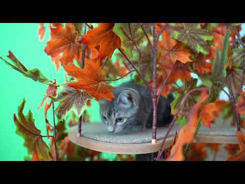 O2Pets Assembly Video Interchangeable Leaves System