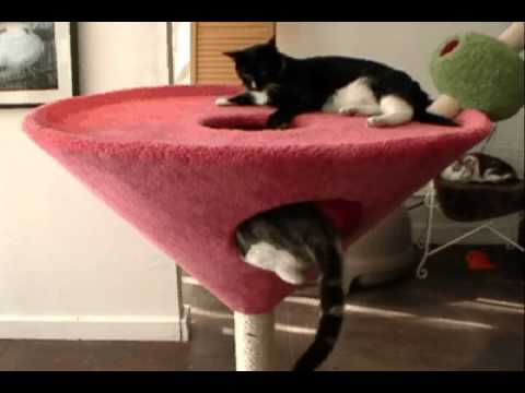 Martini Kitty Condo.avi