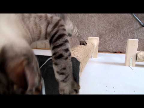 Our cat playing fetch on his Vertical Sisal Pole