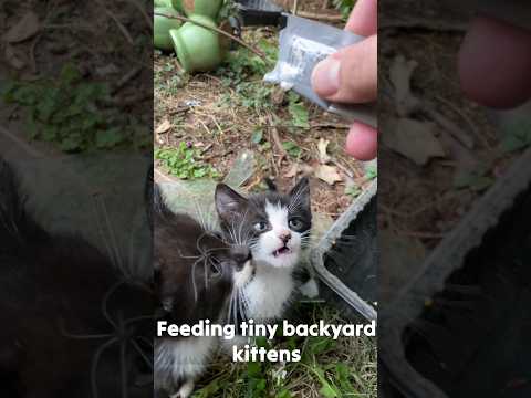 cute backyard kittens getting lickable treat 😺 #shorts