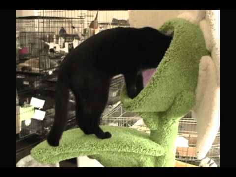 Cozy Orchid Cat Tree.avi