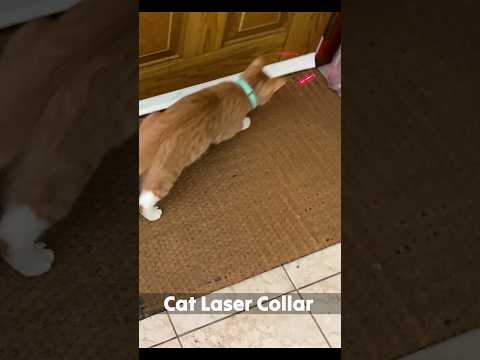 super cool laser collar cat toy 😎 #shorts