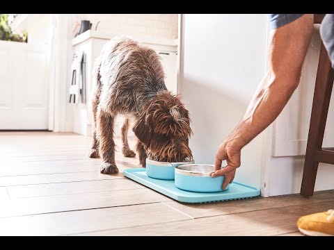 Trot: Pet Feeding Reimagined - Puzzle Slow Feeder and No-Mess Mat for Happier and Healthier Pets.