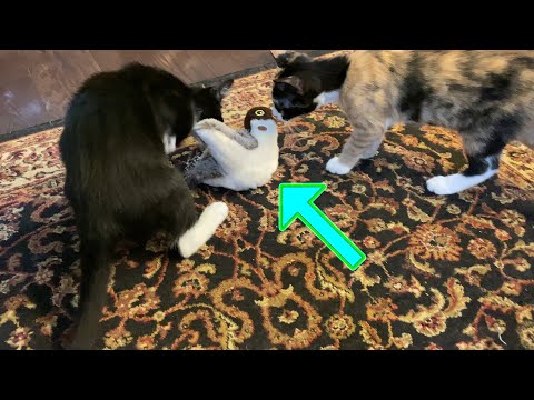 Motorized Flapping Bird Cat Toy with Sound &amp; 3 Motion Patterns 😺 Gadgetify