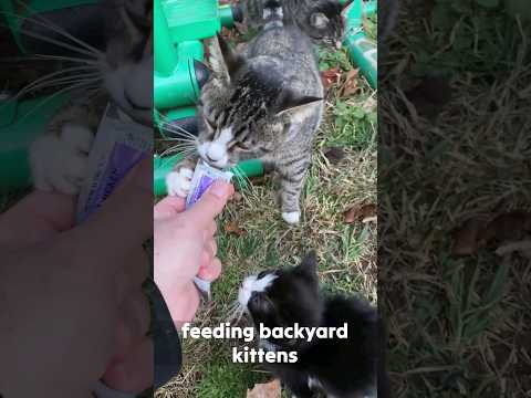 cute backyard cats getting treat 😺 #shorts