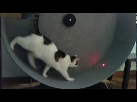 Jasper chasing a laser dot on the big large cat exercise wheel