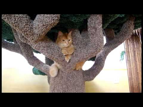 African Baobab Kitty Sanctuary