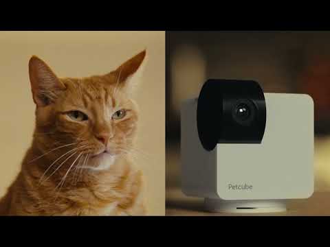 Welcome Petcube Cam 360 - All-in-one 360° view pet camera