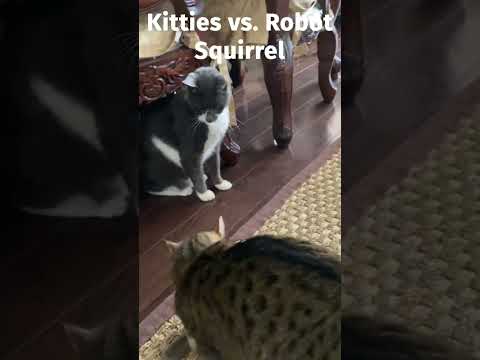 Cats vs. robotic flying squirrel toy 😺 #shorts #cat
