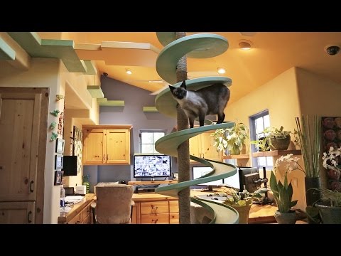 Man Turns His House Into Indoor Cat Playland and Our Hearts Explode