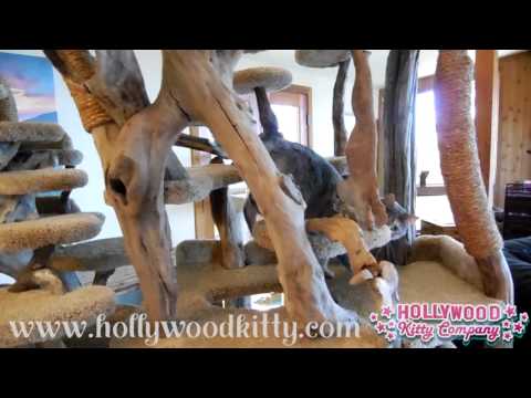 Ultimate Driftwood Cat Trees