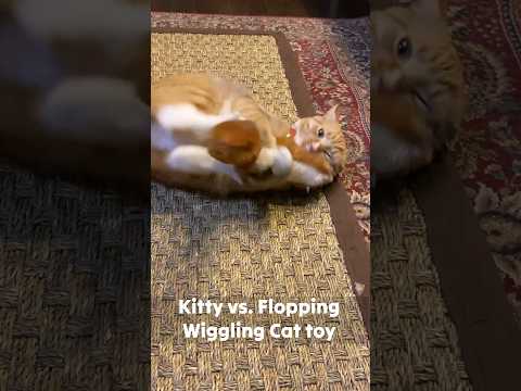 cute cat vs robotic wiggling cat toy 🐱 #shorts