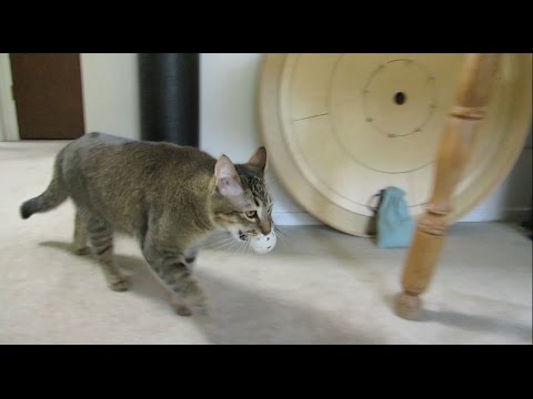 Monkey the Cat Hunts for Dinner: Part 1