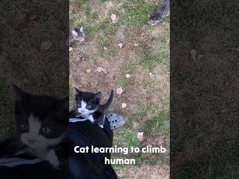 backyard kitten climbs human for treat 😺 #shorts