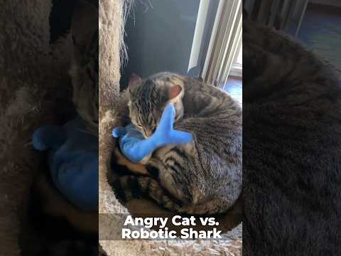 cute cat vs robot shark cat toy 🐱 #shorts