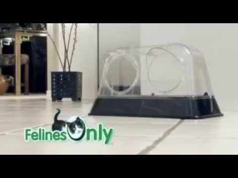 FelinesOnly | The Purrfect Cat Dish