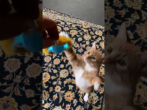 cute cats vs crazy robotic ball cat toy 🐱 #shorts