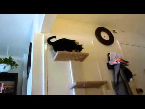 SmartCat Multi-Level Cat Climber.(review)