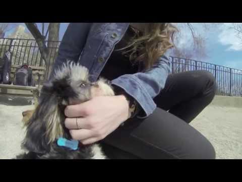 FitBark: World&#039;s tiniest wireless activity tracker for dogs