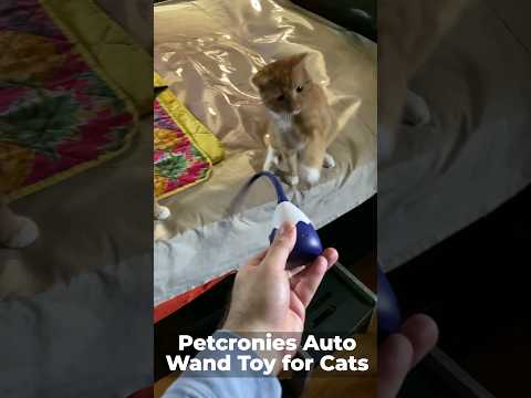 cute cats vs. Petcronies auto moving tail cat teaser 🐱 #shorts