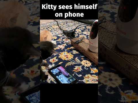 cute cat vs. Pawbo Pet Treat Camera 🐱 #shorts