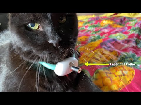 2-Mode Laser Toy Cat Collar Tested 🐈 Gadgetify