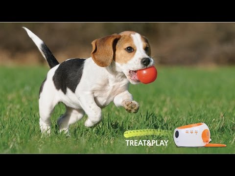 BALLREADY - A SMART PET CARE PRODUCT THAT COMBINE AN AUTOMATIC FEED AND BALL-PLAY