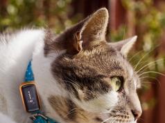 5 Cat GPS Trackers You Should See