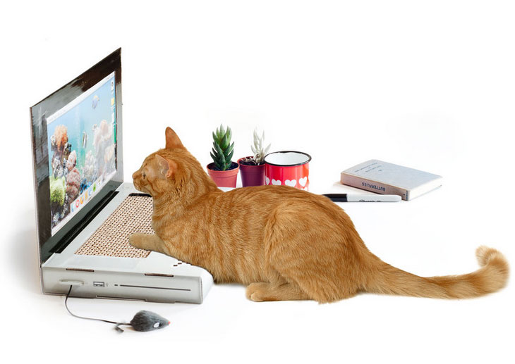 cat-scratch-laptop