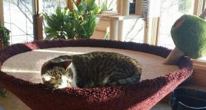 Martini Condo Activity Center for Cats