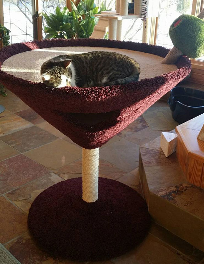 Whisker and mittens martini cat store condo