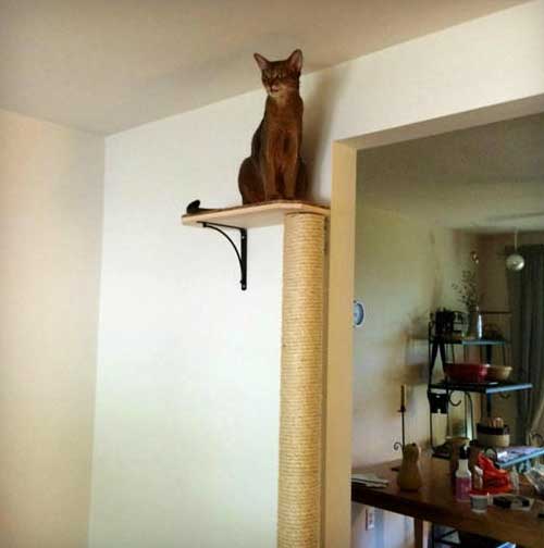 72 Inch Wall Mounted Cat Scratching Post Slash Pets