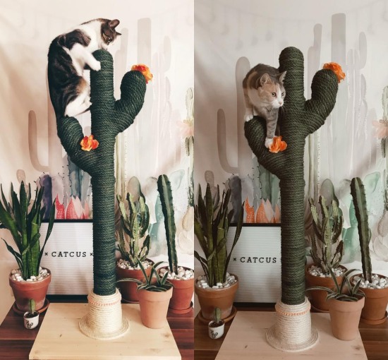 cat tree cactus